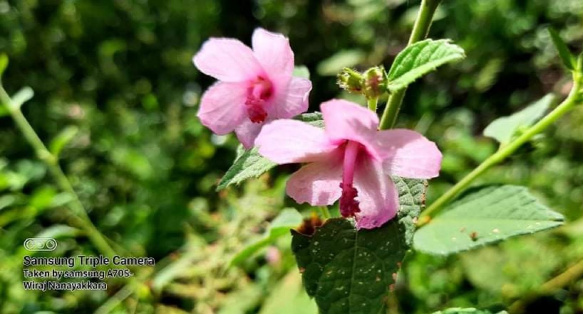 Urena lobata subsp. lobata